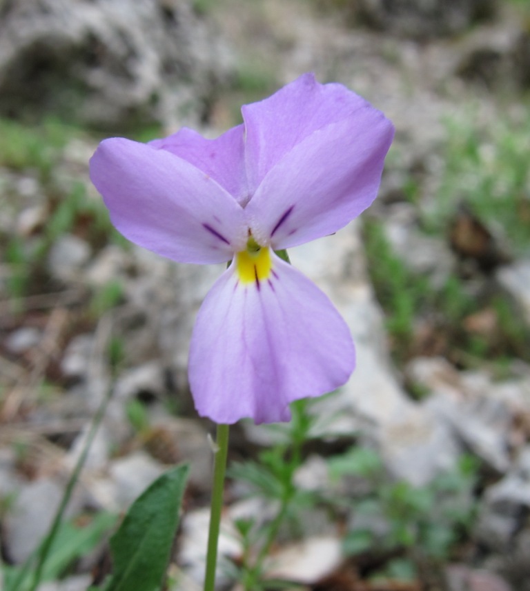 Viola cassinensis (=Viola pseudogracilis) / Viola di Montecassino